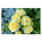 fu.... налог [ предшествующий прием ] роза горшок рассада маленький *jowa[2026 год 4 месяц последняя декада .. отправка ] река книга@ роза . Gifu префектура Ono-cho 