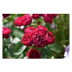 fu.... налог [ предшествующий прием ] роза горшок рассада pom[2026 год 4 месяц последняя декада .. отправка ] река книга@ роза . Gifu префектура Ono-cho 