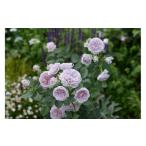 fu.... налог [ предшествующий прием ] роза горшок рассада ru*sowa-ru[2026 год 4 месяц последняя декада .. отправка ] река книга@ роза . Gifu префектура Ono-cho 