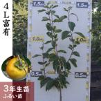 fu.... налог <.. сельское хозяйство .>3 год сырой рассада устрица (. хурма )4L. иметь [ сито рассада 2023 год ] саженец контактный . дерево реальный . становится садовое дерево большой рассада фруктовое дерево * Hokkaido * Okinawa * отдаленный остров к рассылка не.. Kyoto (столичный округ) черепаха холм город 