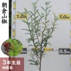 fu.... налог <.. сельское хозяйство .>3 год сырой рассада солнечный sho( плоды зантоксилума ) утро . плоды зантоксилума [ земля . рассада 2023 год ] саженец реальный . становится большой рассада садовое дерево самка самец такой же АО * Hokkaido * Okinawa * отдаленный остров к рассылка не.. Kyoto (столичный округ) черепаха холм город 