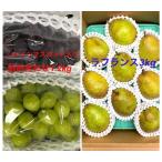 ふるさと納税 【定期便：全２回】フルーツセット（シャインマスカット入詰め合わせぶどう、ラ・フランス）　0065-2601 山形県上山市