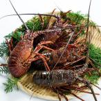 fu.... налог < время ограничено > Ooita префектура производство Исэ город море .( итого 1kg* примерно 2~5 хвост ) креветка .. море . sashimi морепродукты морепродукты [opba010][ море .] Ooita префектура 