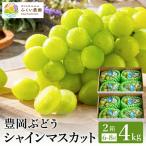 シャインマスカット 豊岡ぶどう 約4kg