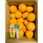 B359-08 紅甘夏 優L 12玉
