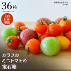 カラフル ミニトマトの宝石箱 36粒