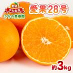 まどんな 愛果28号 約3kg