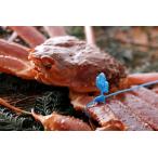 fu.... налог [ есть перевод ] бирка есть . сосна лист gani900g передний и задний (до и после) Hyogo префектура . холм город 