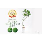 fu.... налог 2026 год 1 месяц средний .~ отправка [ декоративное растение ]fi rental * Ben ga Len sis( изгиб )70cm~100cm (Green Base/018-2049) Nankoku Кагосима префектура ...... Кагосима префектура палец . город 