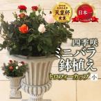 ミニバラ トロフィーカップ 小 ふんわり 淡いMIX