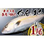 康秀の勘八 まるごと 1尾