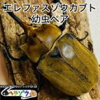エレファスゾウカブト 幼虫 ペア