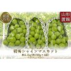 ショッピングふるさと納税 シャインマスカット ふるさと納税 【2026年発送】「特秀」厳選シャインマスカット約2.1kg(約700g×3房)_H066(R8) 山形県長井市
