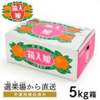 蒲郡みかん おてんば娘 約5kg_