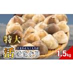 活はまぐり 約1.5kg