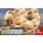 活はまぐり 約2.5kg