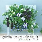 花 季節のお花でハンキングバスケット 植物