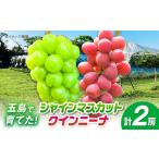 ショッピングふるさと納税 シャインマスカット ふるさと納税 シャインマスカット1房＆クイーンニーナ1房 五島市/HPIファーム[PCP019] 長崎県五島市