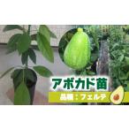 fu.... налог авокадо контактный . дерево рассада ferute(B модель )1 год сырой средний рассада 1 шт. l рассада садоводство сельское хозяйство огород овощи авокадо .... местного производства авокадо.. Ehime префектура Matsuyama город 