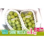 ふるさと納税 【2026年発送★先行予約】シャインマスカット約1kg（2-3房入） 214-004-26y 山梨県笛吹市