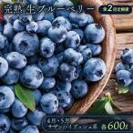 完熟生ブルーベリー サザンハイブッシュ系 各600g