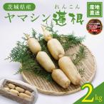 ヤマシン蓮根 2kg