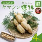 ヤマシン蓮根 4kg