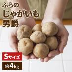 じゃがいも 男爵 富良野産 小粒Sサイズ