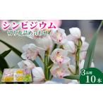 fu.... налог . Ran цимбидиум срезанные цветы набор [ цимбидиум ] Tokushima префектура . волна город 