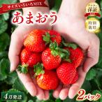 fu.... налог клубника Fukuoka префектура производство специальный культивирование .... размер различный MIX примерно 570g( примерно 285g×2 упаковка )[4 месяц отправка ] Fukuoka префектура . каштан блок 
