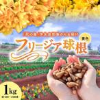 フリージア 球根 黄色 1kg