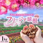 フリージア 球根 ピンク 1kg