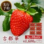 完熟 古都華 奈良ブランドいちご3L~Mサイズ6パック