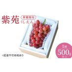 ぶどう 早期受付 紫苑 しえん 1房