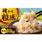 米 ハツシモ 10kg