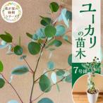 苗木 チーム田主丸 ユーカリ苗木7号鉢 7号鉢