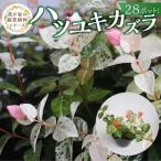 チーム田主丸 ハツユキカズラ28ポット