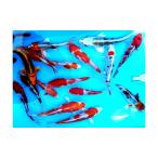 錦鯉 観賞魚 生体 品評会 池 水槽