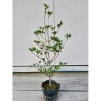 ドウダンツツジ 樹高約40~50cm 15cmポット取扱説明書付き