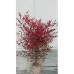 紅葉が美しい 縁起木 南天 樹高約80cm~1m
