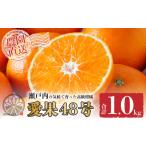 ふるさと納税 【先行予約】愛果48号 家庭用 お試し1kg(4〜5玉)  【2026年3月上旬から発送】 | あいか 新品種 紅まどんな × 甘平 紅プリンセ.. 愛媛県松山市