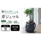 観葉植物ガジュマル ボール形 黒 ガジュマル