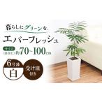 観葉植物エバーフレッシュ ネムノキ スクエア