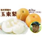 ふるさと納税 坂村梨園 玉東梨 熊本県玉名郡玉東町 約3kg(4〜10玉前後)《8月中旬-11月上旬頃出荷》|ブランド梨 人気梨 特産品梨 熊本県梨 玉東.. 熊本県玉東町