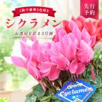 シクラメン 3色咲き 5号鉢 花 お花 ガーデンシクラメン