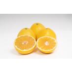 ふるさと納税 【訳あり】 河内晩柑 10kg 晩柑 柑橘 訳あり みかん 蜜柑 ミカン フルーツ 果物 くだもの 愛媛みかん 愛媛県産 【2026年4月下旬〜5月下旬.. 愛媛県