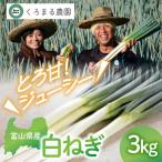 くろまる農園 富山の白ネギ 泥付き 3キロ