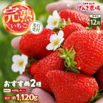 いちご2品種食べ比べ 約280g×4P
