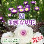 花農家直送 新鮮な切花 生花 お花 旬の花束