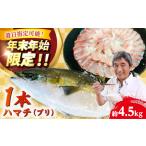 養殖はまち 一本もの約4.5kg